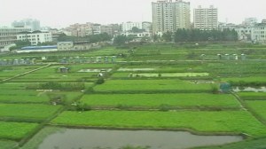 First view of agriculture, outside Shenzhen